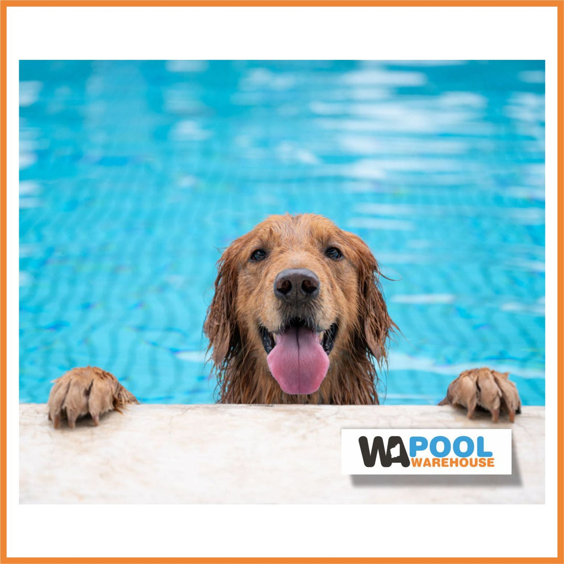 Is it ok for my Dog to swim in the pool? - WA Pool Warehouse