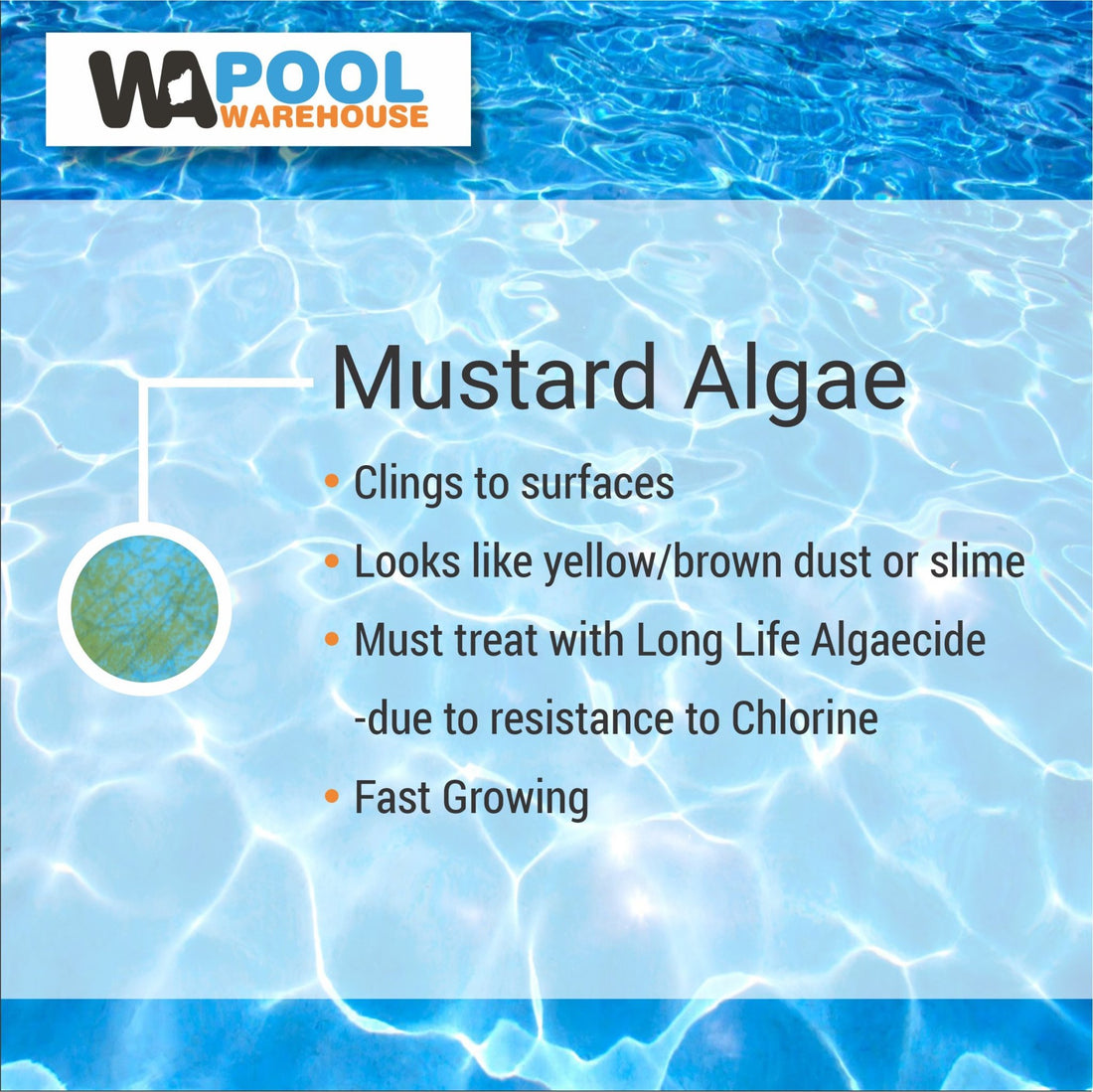 What is Mustard Algae and how do I fix it? - WA Pool Warehouse